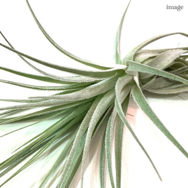 チランジア ガルドネリ M size (エアープランツ ティランジア 観葉植物