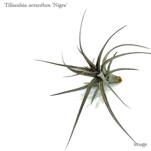 チランジア アエラントス ニグラ S Size エアープランツ ティランジア 観葉植物 おしゃれ 壁掛け インテリア ミニ 小型 吊り下げ 室内 ミニパープル エアープランツ専門店b L 通販 Yahoo ショッピング
