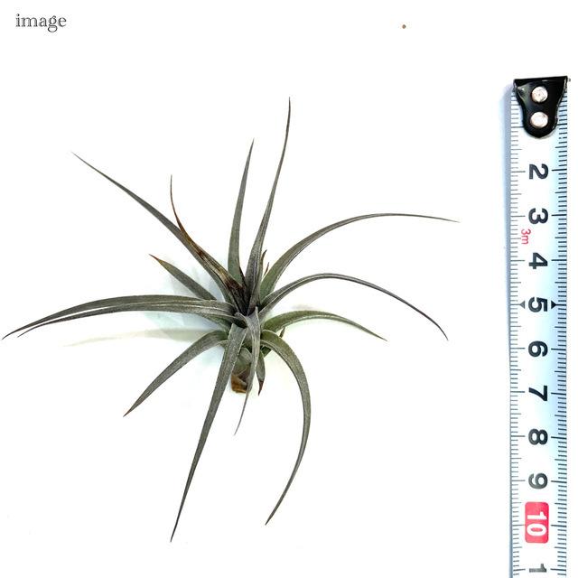 チランジア アエラントス ニグラ S Size エアープランツ ティランジア 観葉植物 おしゃれ 壁掛け インテリア ミニ 小型 吊り下げ 室内 ミニパープル エアープランツ専門店b L 通販 Yahoo ショッピング