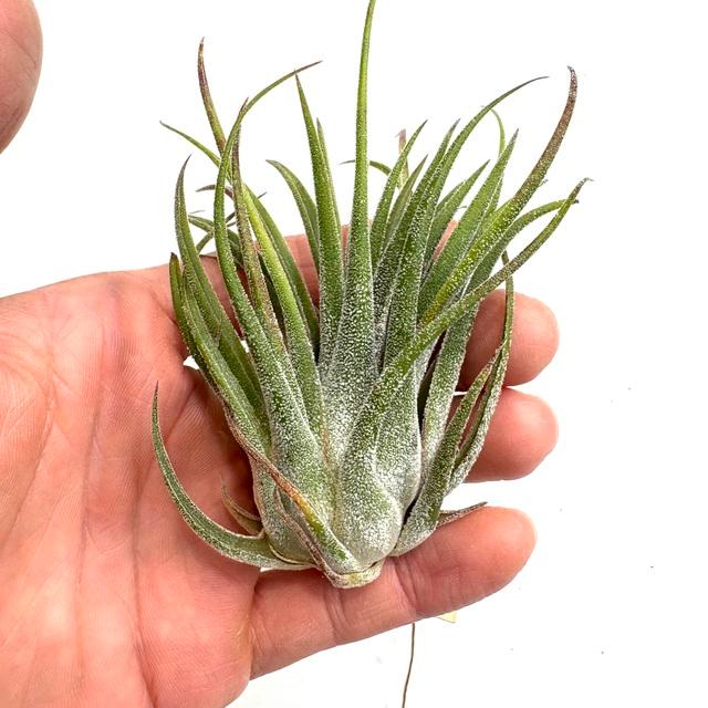 現品) チランジア 交配種(イオナンタ 'ルブラ' × セレリアナ) (No