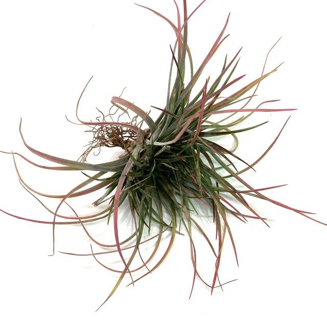 現品) チランジア 'ニドゥス' クレステッド (No.21594) (エアープランツ ティランジア 観葉植物 おしゃれ 壁掛け インテリア ミニ 小型 吊り下げ 室内) :21594:エアープランツ専門店BL - 通販 - Yahoo!ショッピング 現品) チランジア 'ニドゥス' クレステッド (No.21594) (エアープランツ ティランジア 観葉植物 おしゃれ 壁掛け インテリア ミニ 小型 吊り下げ 室内) :21594:エアープランツ専門店BL - 通販 - Yahoo!ショッピング