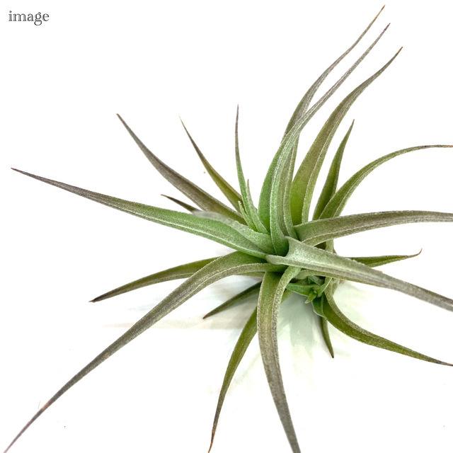チランジア ベルゲリ エアープランツ ティランジア 観葉植物 おしゃれ 壁掛け 人気の定番 吊り下げ インテリア ミニ 小型 室内 Bergeri