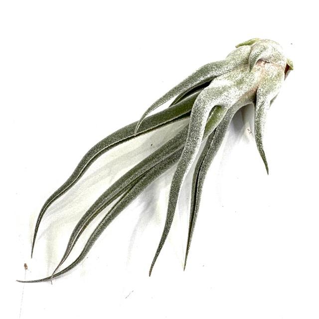 現品) チランジア 交配種(エーレルシアナ × ブルボーサ) (No.21728