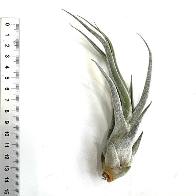 現品) チランジア 交配種(エーレルシアナ × ブルボーサ) (No.21728