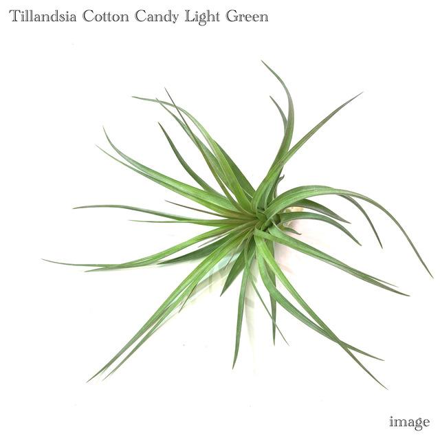 367円 低価格で大人気の チランジア コットンキャンディ ライトグリーン エアープランツ ティランジア 観葉植物 おしゃれ 壁掛け インテリア ミニ 小型 吊り下げ 室内 ヒューストン