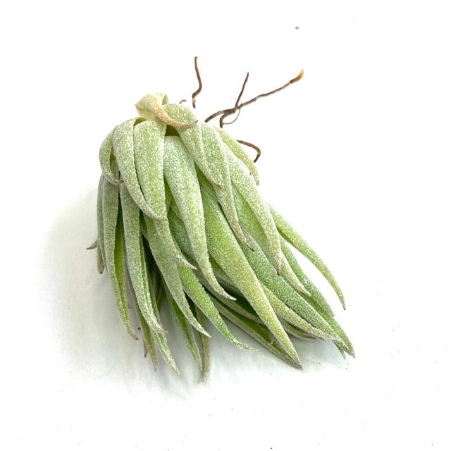 チランジア　ブラキフィラ チランジア ブラキフィラ【572】 | PROTOLEAF プロトリーフ