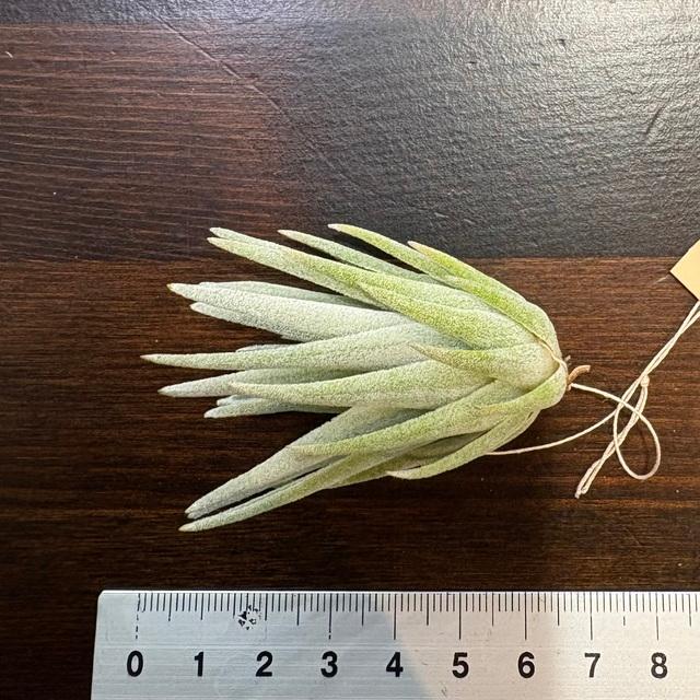 現品) チランジア ブラキフィラ (No.21854) (エアープランツ 観葉植物