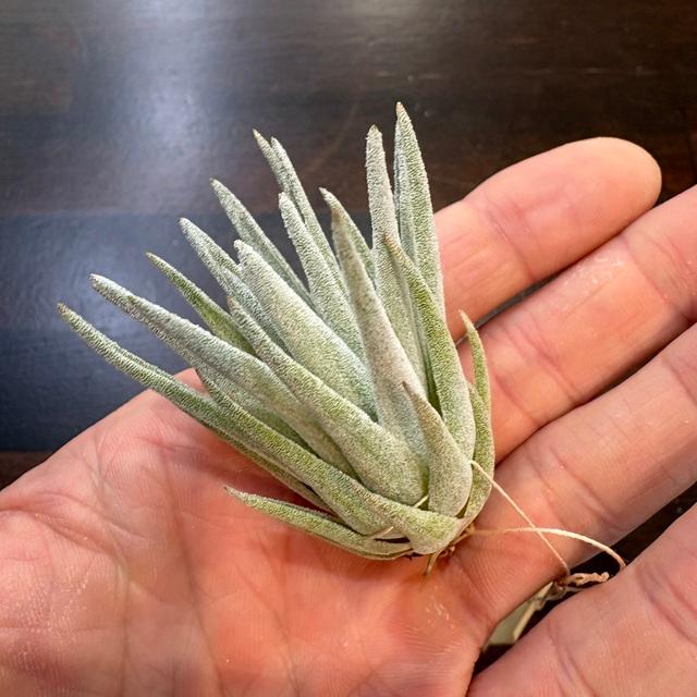 現品) チランジア ブラキフィラ (No.21854) (エアープランツ 観葉植物