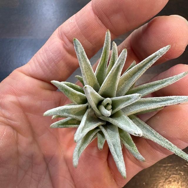 現品) チランジア ブラキフィラ (No.21854) (エアープランツ 観葉植物