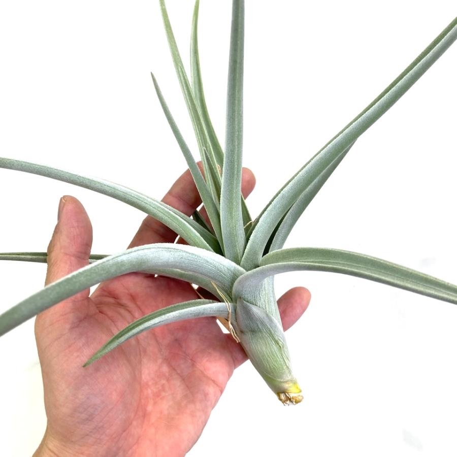 現品) チランジア ロッテアエ (No.21918) (エアープランツ