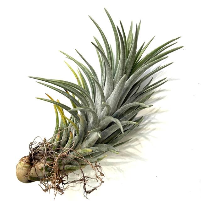 現品) チランジア 交配種(チアペンシス × ミトラエンシス) (No.21956