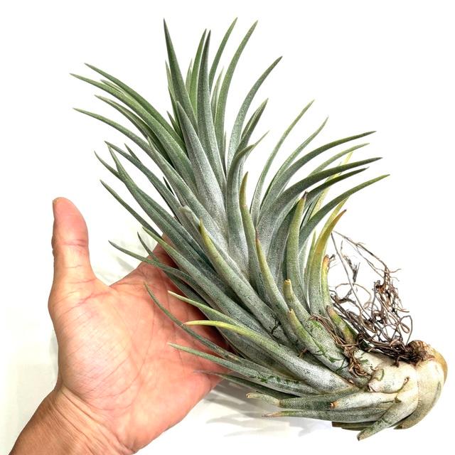 現品) チランジア 交配種(チアペンシス × ミトラエンシス) (No.21956