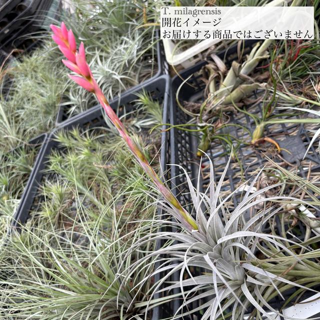 ブロメリア・エアープランツ Tillandsia milagrensis 現品) チランジア ミラグレンシス (No.21973) (エアープランツ