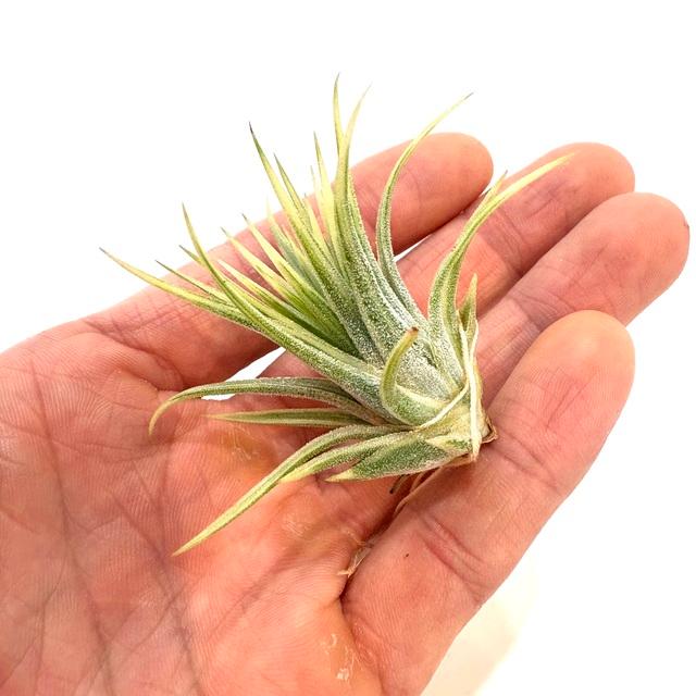 現品) チランジア イオナンタ 'アルボマージナータ' (No.22075