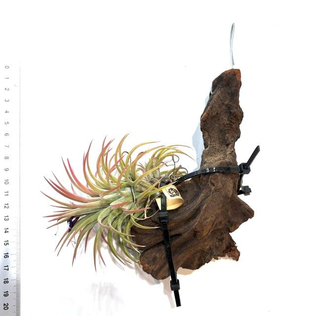 チランジア イオナンタ ヘッジホッグ つんつん大型イオナンタ！ティランジア・ヘッジホッグ（タイ