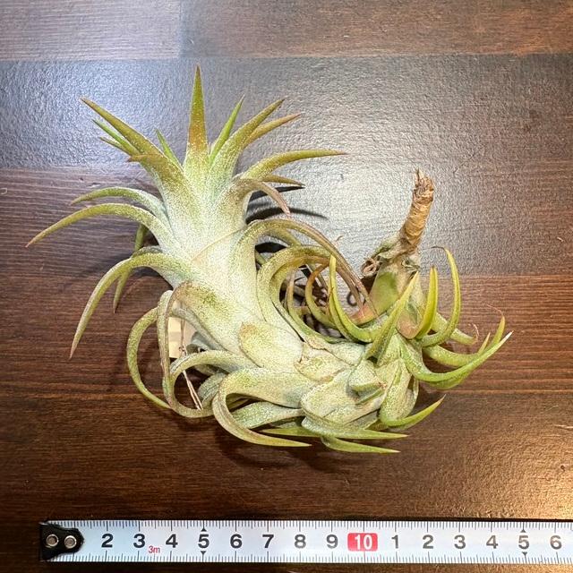 現品) チランジア イオナンタ バンハイニンギー 'レッド