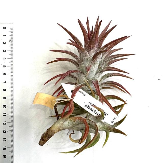 現品) チランジア イオナンタ バンハイニンギー 'レッド ドラゴン' (No