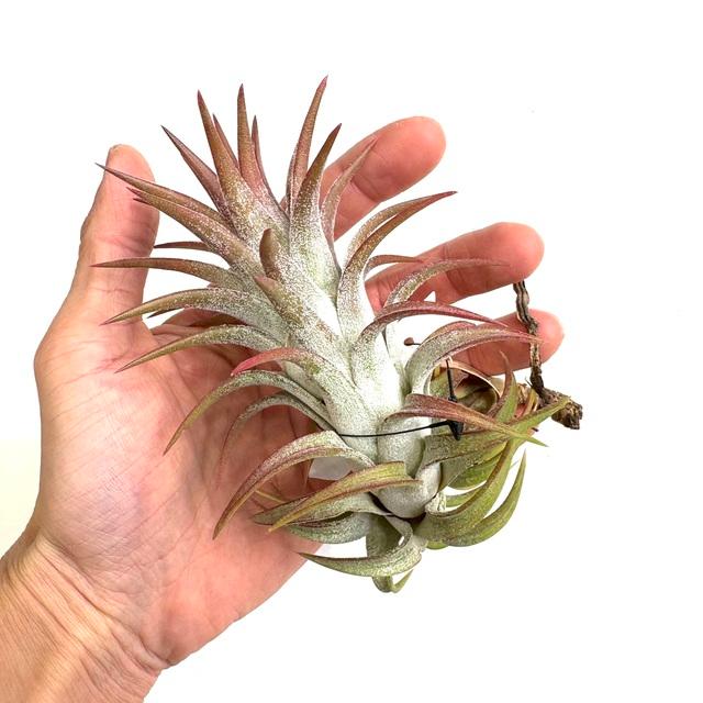 現品) チランジア イオナンタ バンハイニンギー 'レッド ドラゴン' (No