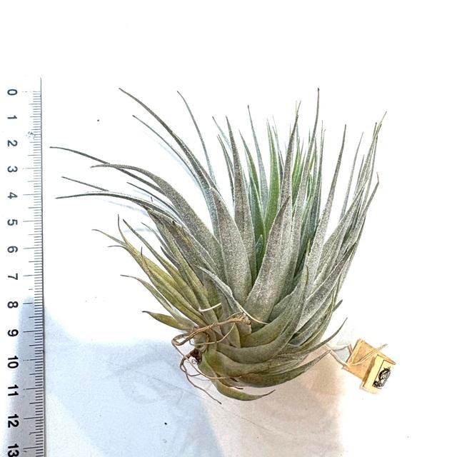 チランジア　ロゼイフローラ 現品) チランジア ロゼイフローラ (No.22102) (エアープランツ