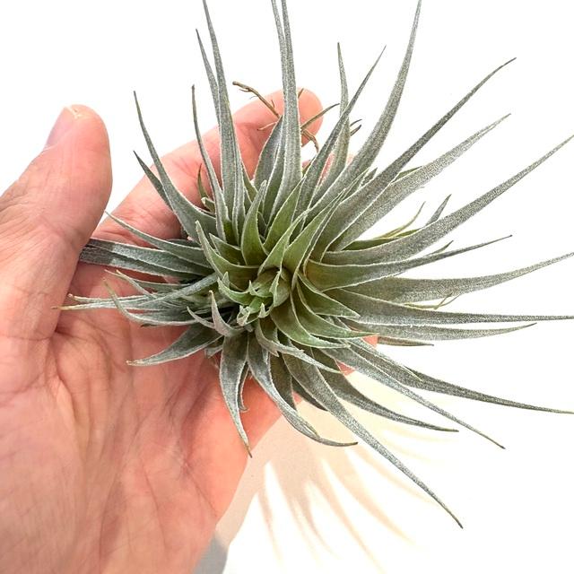 チランジア　ロゼイフローラ 現品) チランジア ロゼイフローラ (No.22102) (エアープランツ