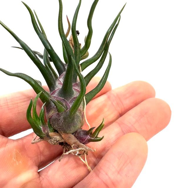 現品) チランジア ブルボーサ 'タイニーダンサー' (No.22108) (エアー