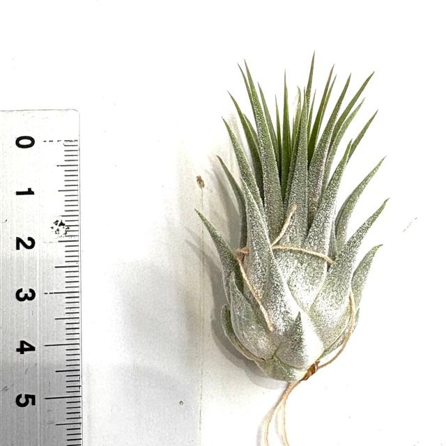 現品) チランジア イオナンタ 'スノーボール' (No.22109) (エアー