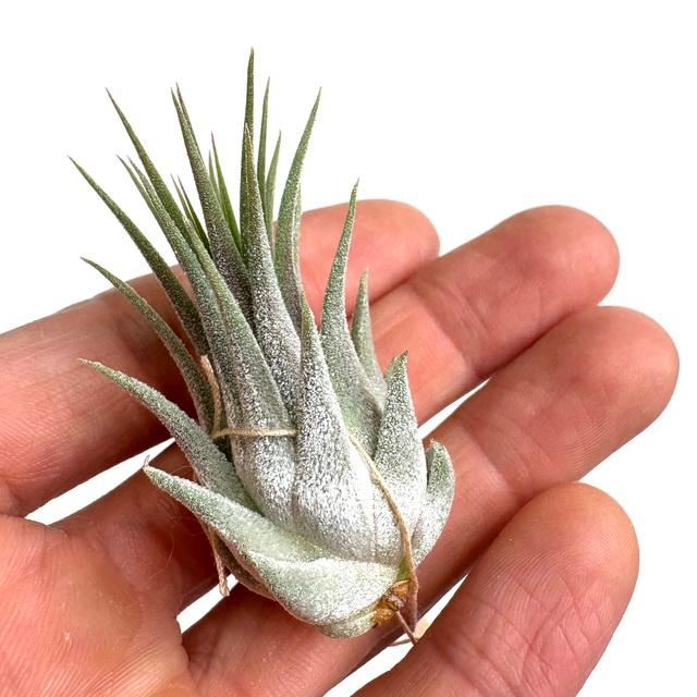 t*k様 イオナンタ スノーボール イオナンタ スノーボール 01号 | air-plants TENGU-DO