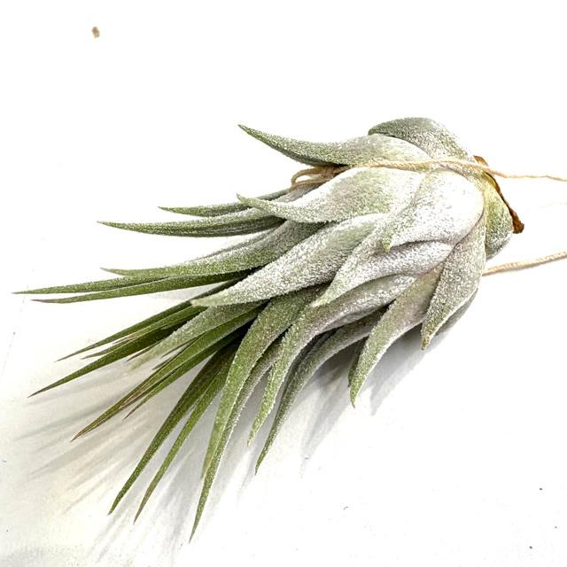 現品) チランジア イオナンタ 'スノーボール' (No.22109) (エアー