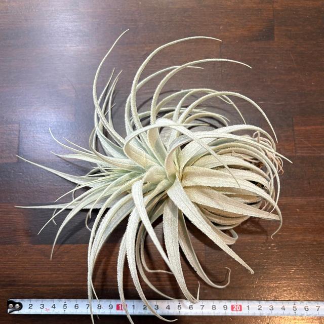 現品) チランジア ガルドネリ ルピコラ (No.22142) (エアープランツ