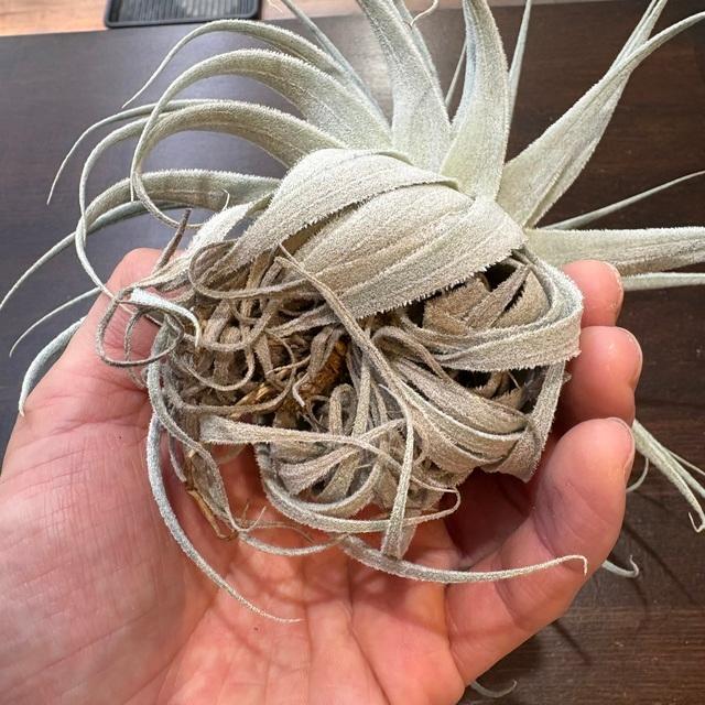 現品) チランジア ガルドネリ ルピコラ (No.22142) (エアープランツ