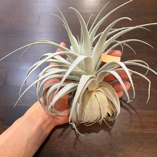 現品) チランジア ガルドネリ ルピコラ (No.22142) (エアープランツ