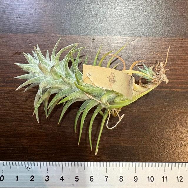 B*2様 バンハイニンギー 斑入 現品) チランジア イオナンタ