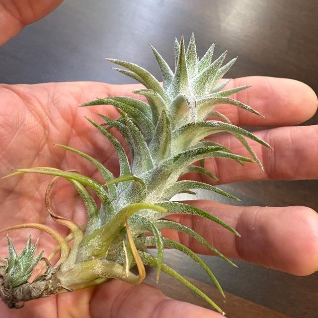 現品) チランジア イオナンタ バンハイニンギー 斑入り (No.22153