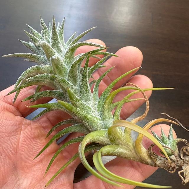 現品) チランジア イオナンタ バンハイニンギー 斑入り (No.22153