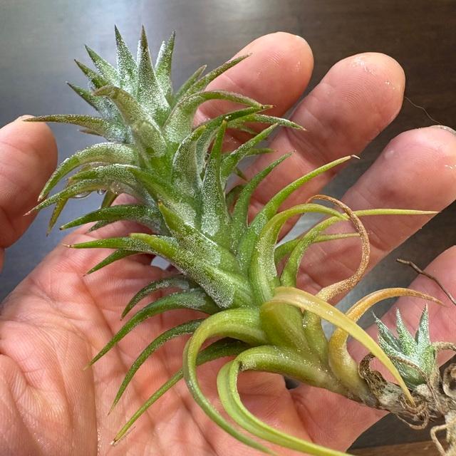 現品) チランジア イオナンタ バンハイニンギー 斑入り (No.22153