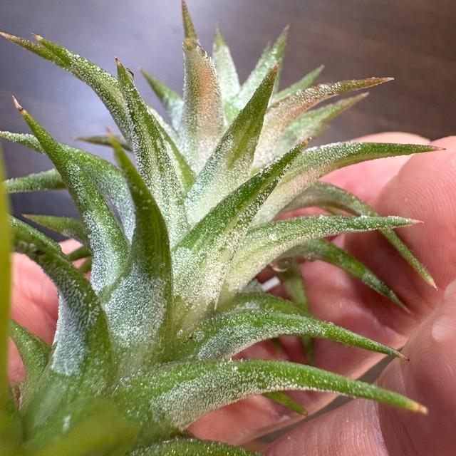 現品) チランジア イオナンタ バンハイニンギー 斑入り (No.22153