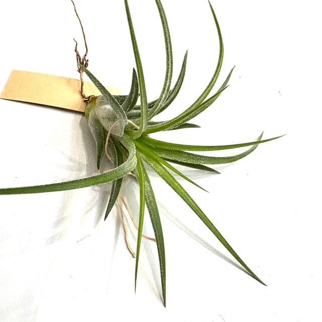 現品) チランジア イオナンタ 'ドルイド' 斑入り (No.22160) (エアー