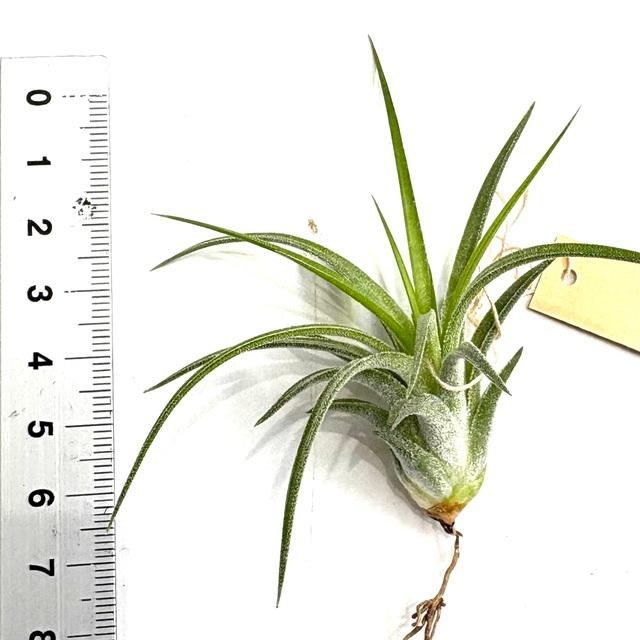 現品) チランジア イオナンタ 'ドルイド' 斑入り (No.22160) (エアー