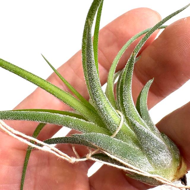 現品) チランジア イオナンタ 'ドルイド' 斑入り (No.22160) (エアー