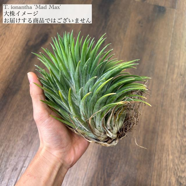 現品) チランジア イオナンタ 'マッドマックス' (No.22168) (エアー