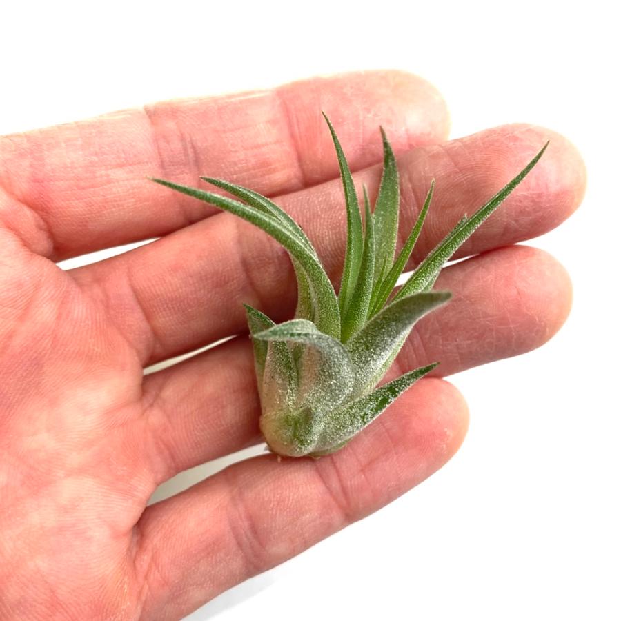 現品) チランジア イオナンタ 'マッドマックス' (No.22168) (エアー