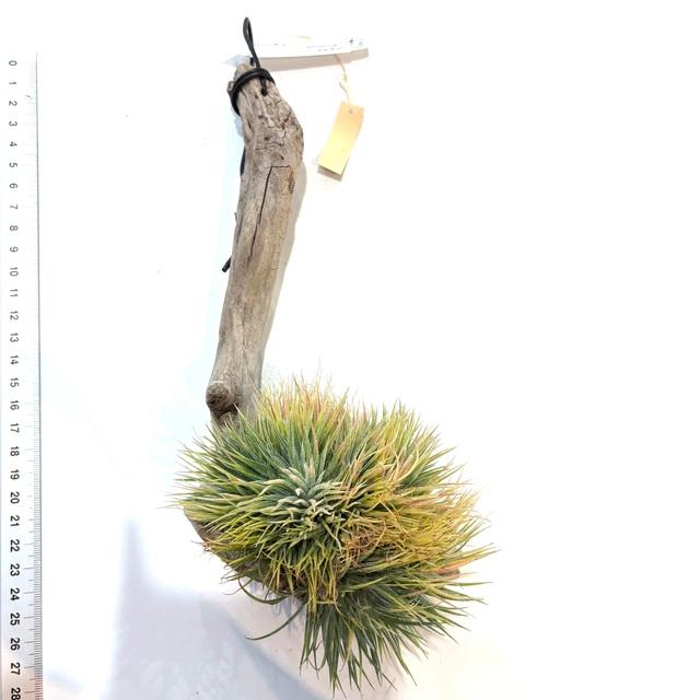 現品) チランジア イオナンタ モンストローサ (No.22169) (エアー