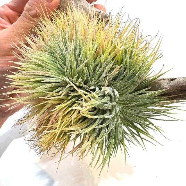ブロメリア・エアープランツ Tillandsia ionantha 'monstrose' 現品) チランジア イオナンタ モンストローサ (No.22169) (エアー
