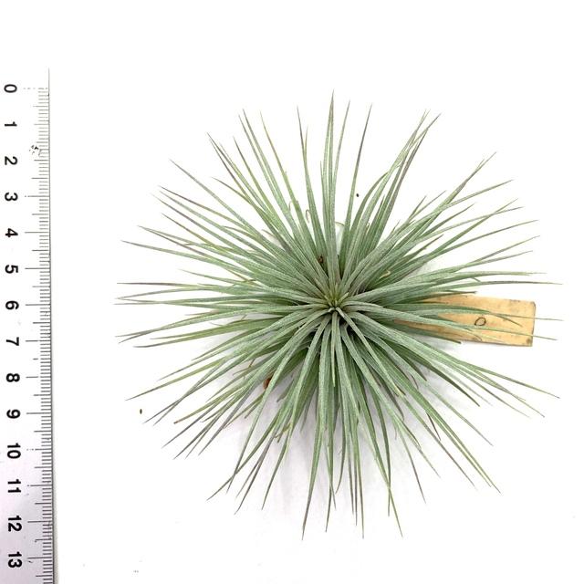 菫〉Tillandsia 'カミヤズプライド' (フックシー x フンキアナ)