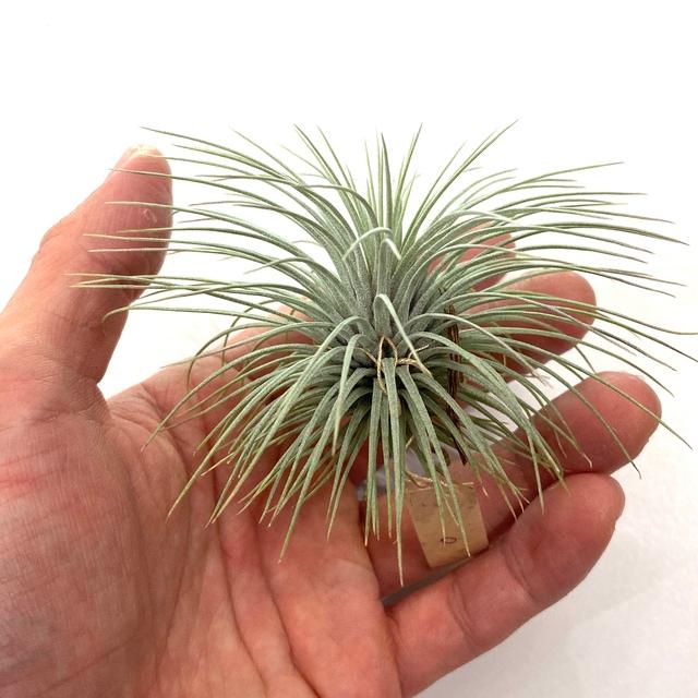 菫〉Tillandsia 'カミヤズプライド' (フックシー x フンキアナ)