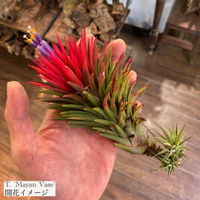 現品) チランジア 'マヤンベース' (No.22177) (エアープランツ