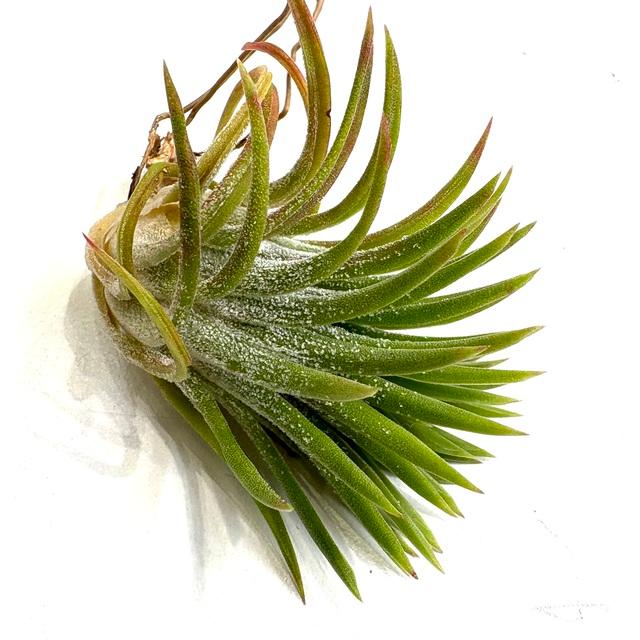 現品) チランジア 'マヤンベース' (No.22177) (エアープランツ