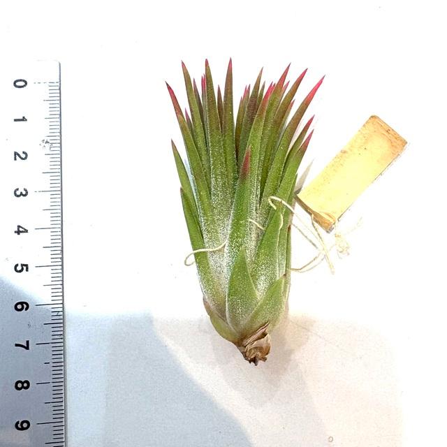 現品) チランジア 'マヤンベース' (No.22177) (エアープランツ