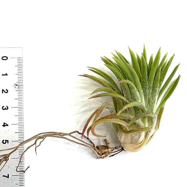 ブロメリア・エアープランツ Tillandsia 'Mayan Vase' ブロメリア・エアープランツ Tillandsia 'Mayan Vase' 深い沼のさらに