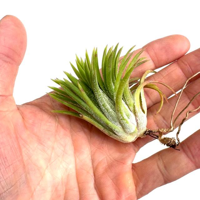 ブロメリア・エアープランツ Tillandsia 'Mayan Vase' ブロメリア・エアープランツ Tillandsia 'Mayan Vase' Tillandsia